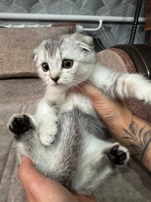 шиншилла серебро