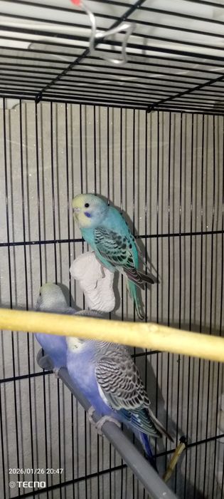 Волнистый попугай!