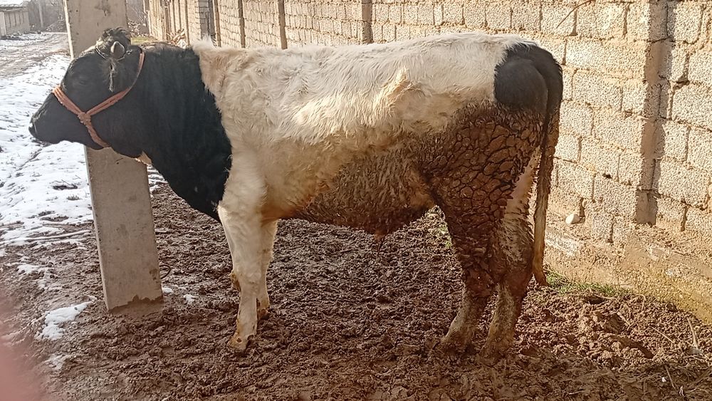 Boqma buqacha sotiladi sogʻlom uyda boqilvotgan