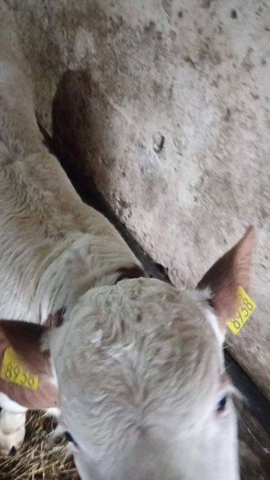 Vitel de 2 luni zile