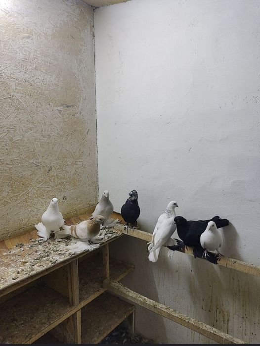 Продам голубей .