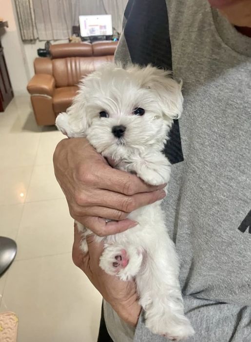 Catelus bichon mini toy