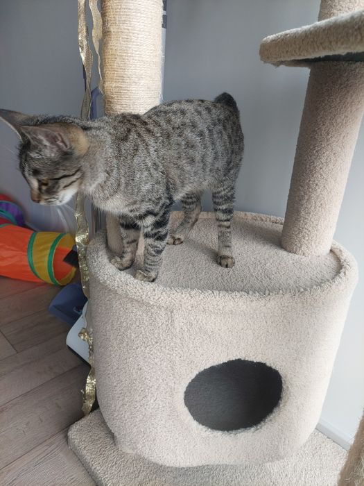 Котенок девочка стерилизованная