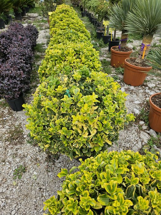 Livrare  la domiciliul cu tot cu plantare livrarea gratuit !!