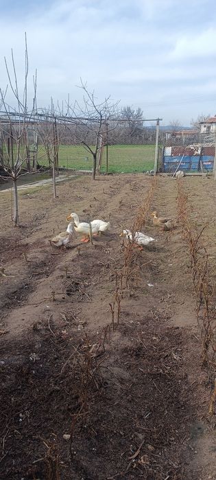 Патица. И. Патър