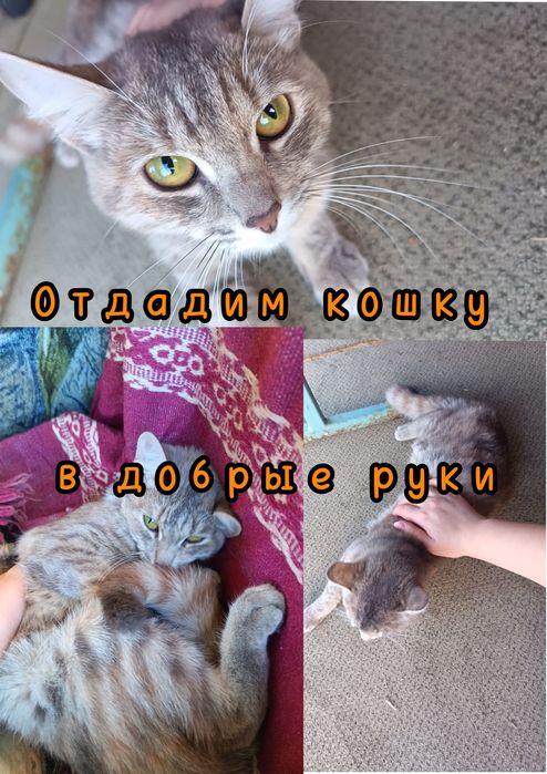 Отдадим кошку в добрые руки