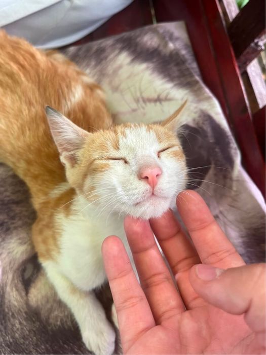 Pisica spre adoptie
