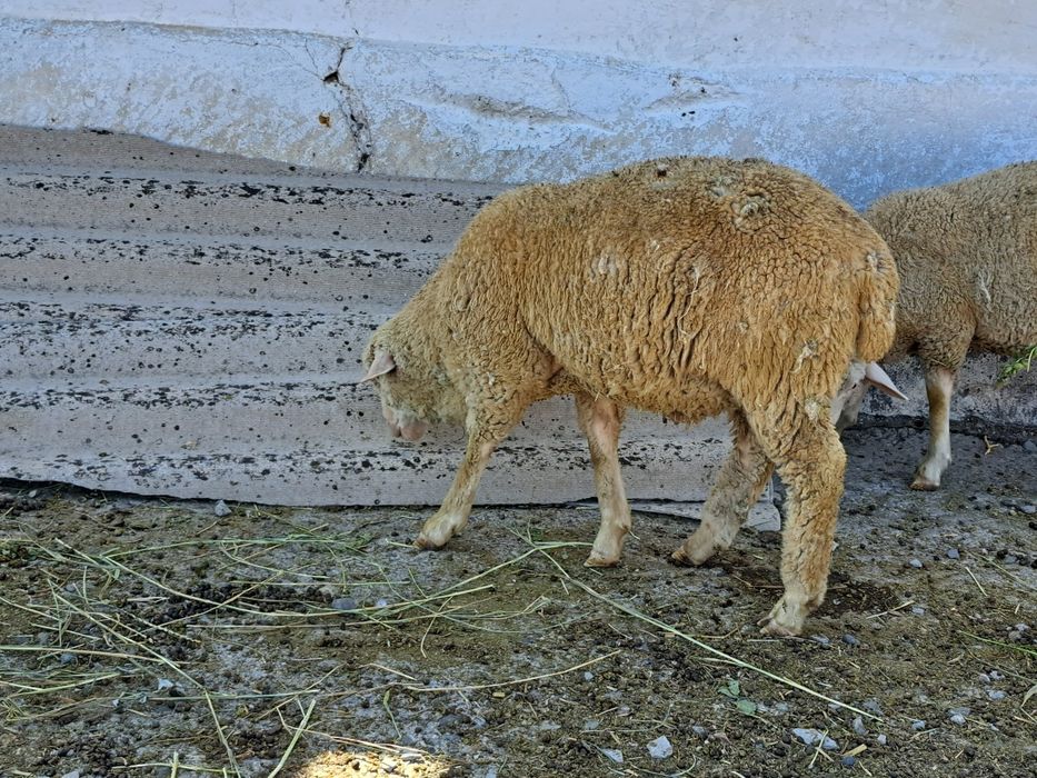 Еркек токты 20 бас