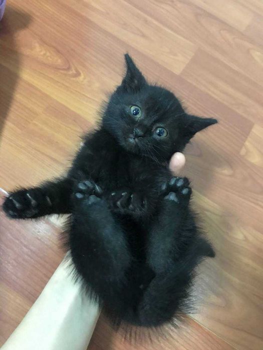 Котята в хорошие руки