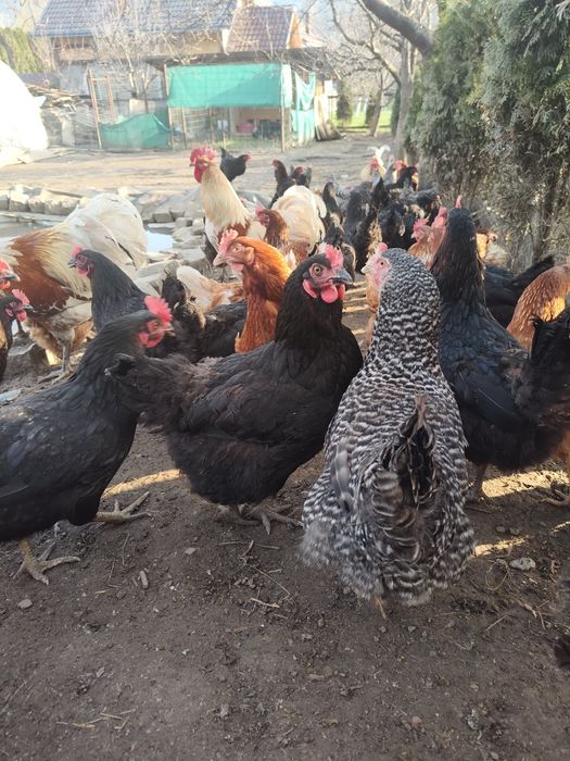 De vânzare puicuțe ouătoare