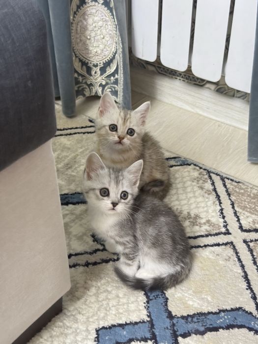 Котята Скоттиш Фолд