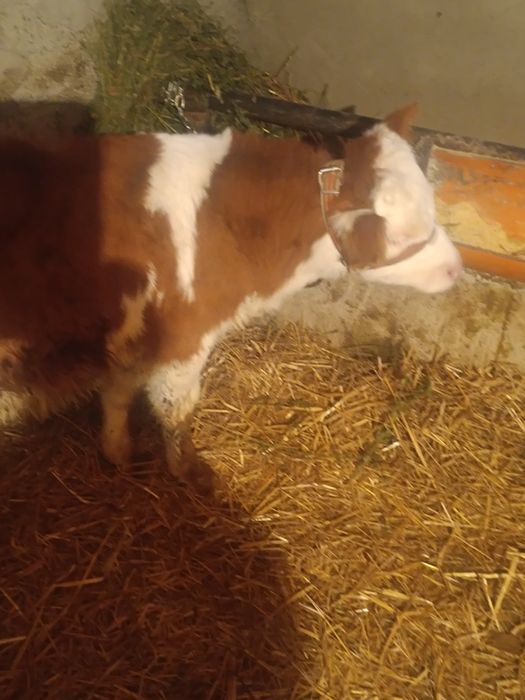 Vând 2. vitei  de rasa