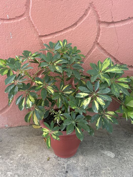 Комнатные растения