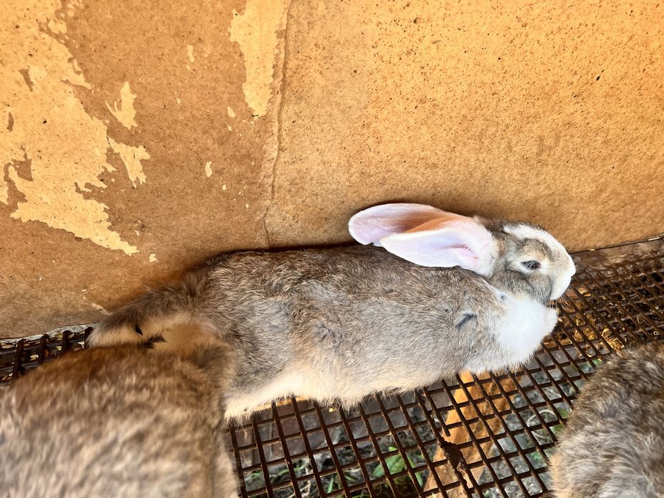 Кролики 2 месяца