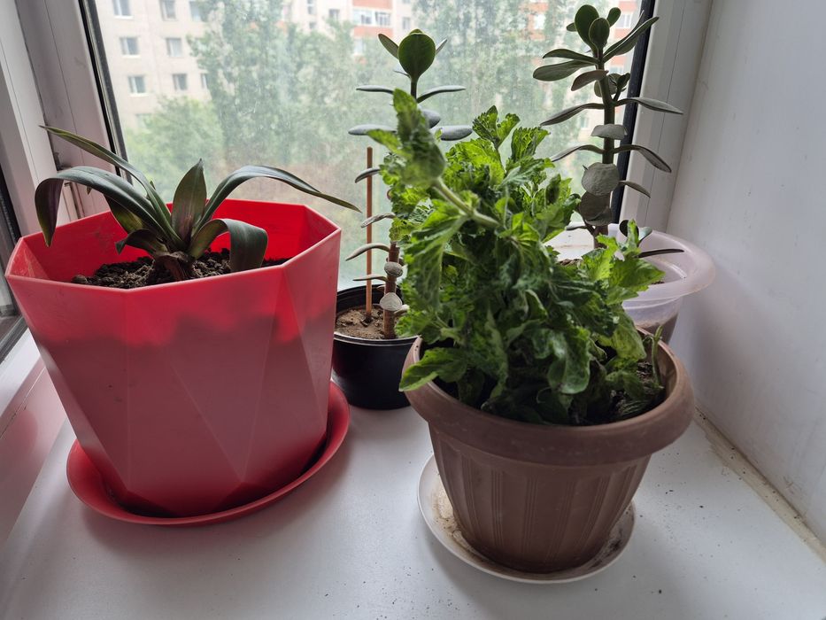 Продам разные комнатные цветы