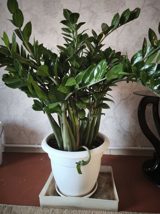 Продам.    цветок