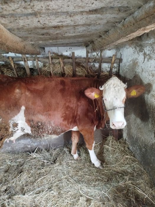 Vaca balțata de 3 ani