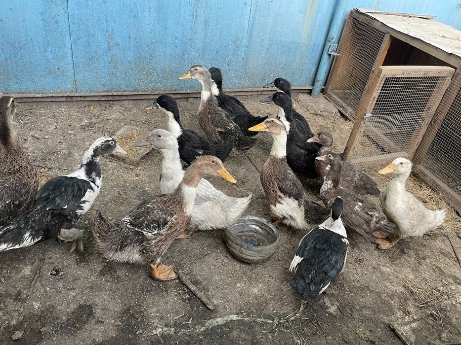 Продам уток, крякалки