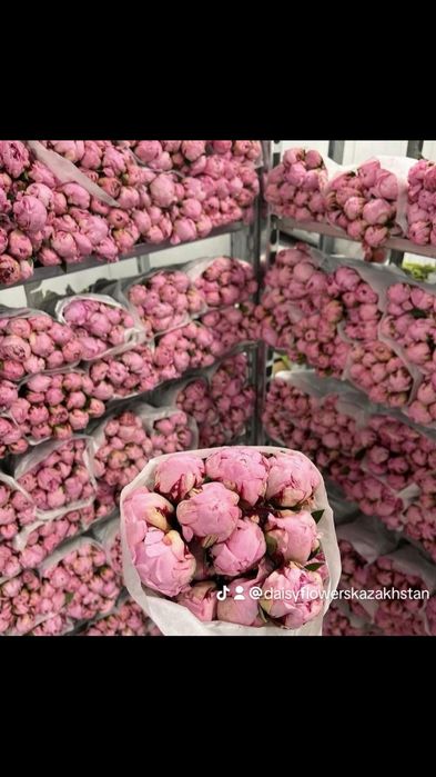 Пионы Пионы Пионы цветы букеты