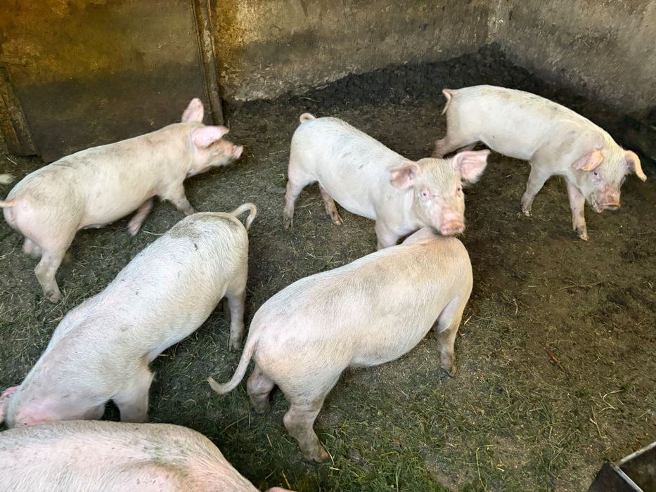 Продавам малки прасенца