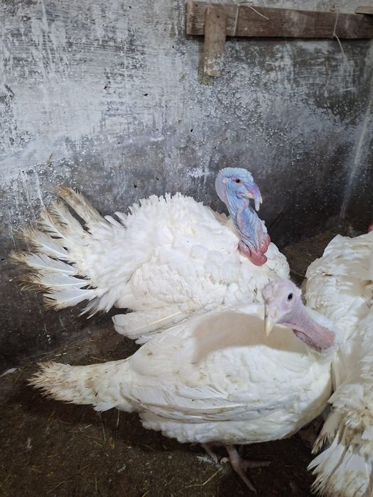 Vând curcă și curcan