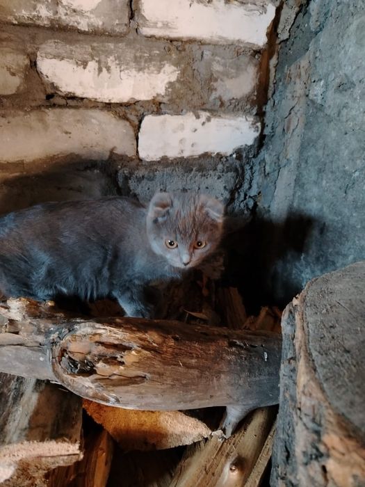 Отдам в хорошие руки