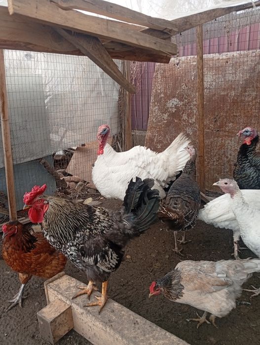 Продам индюка !!!