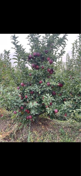 Продам яблоневый сад