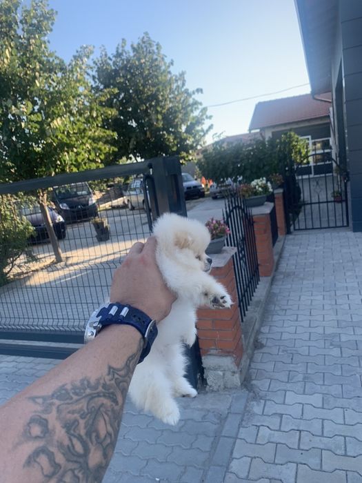 Померан мини