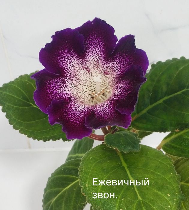 Цветущие не махровые глоксинии.