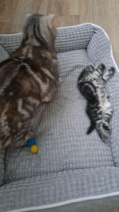 Продам шотландского котенка