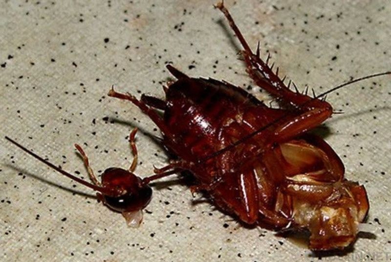 Эффективное средство от тараканов из США