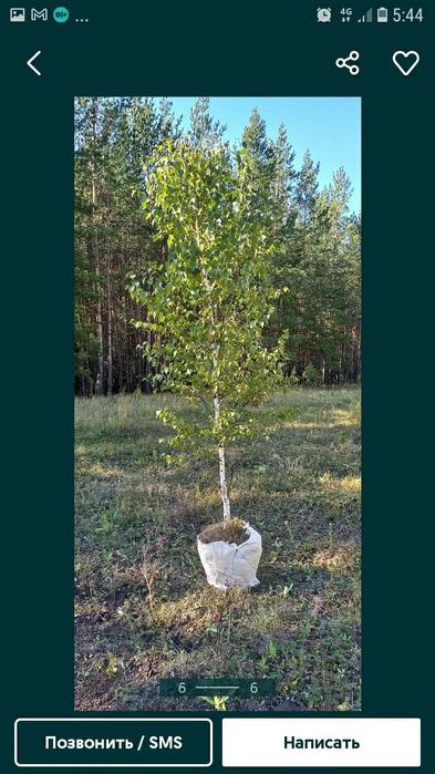 Қарағай Сосны березы