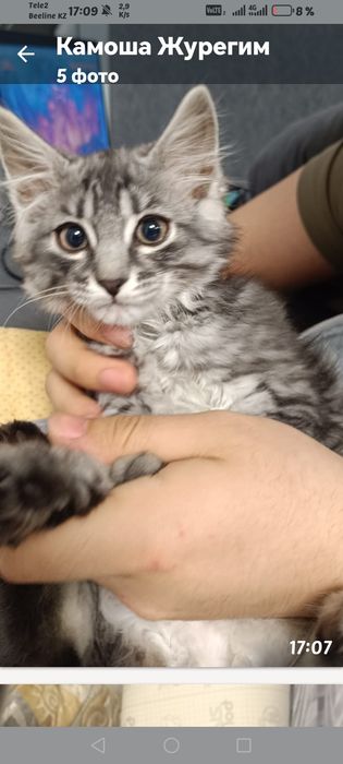Отдам котёнка игривый