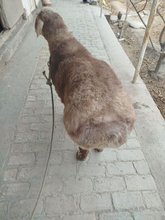 Qoʻchqor barra sotiladi