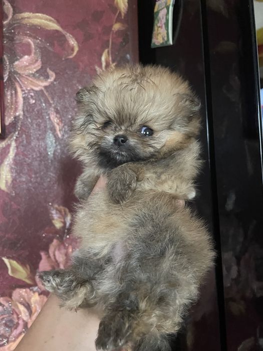 Детки шпица