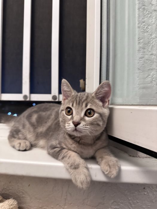 Продам котенка скоттиш страйт