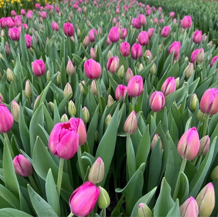 Тюльпаны на 8 марта