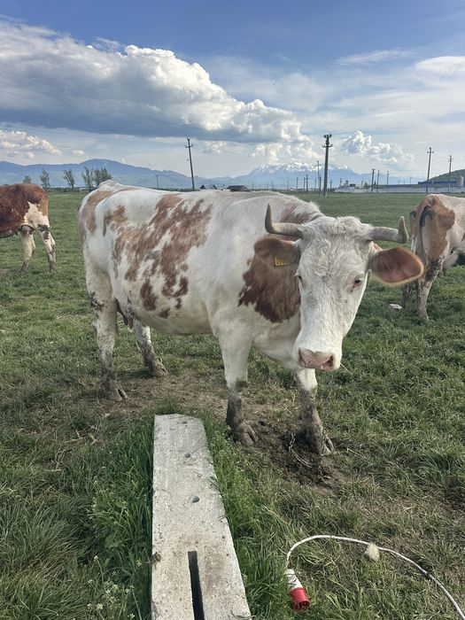 vand vaca de lapte cu vitel