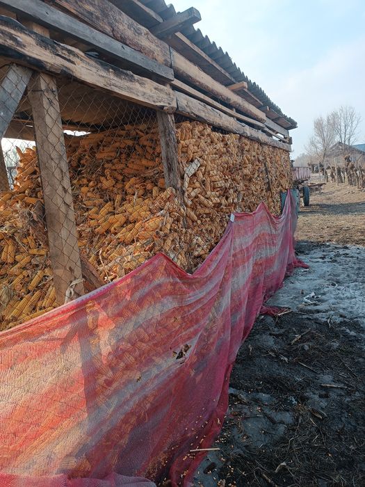 Кукуруза в початках