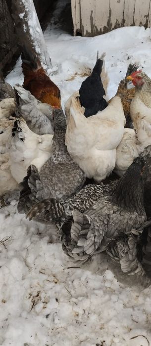 Сельхоз животные