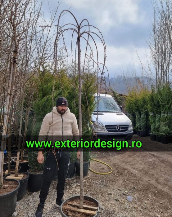 Tuia smaragd, Cireș japonez, brazi argintii, Leylandii gard, Mesteacăn