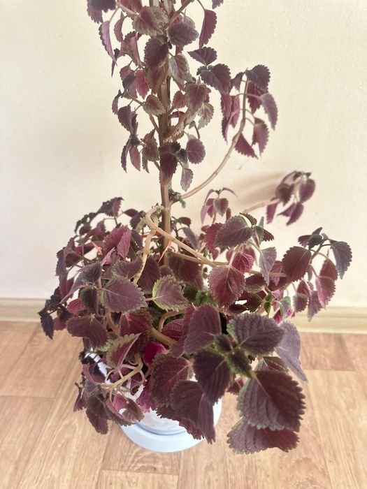 Үй гүлі сатылады. Комнатные цветы продается