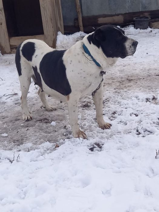 Мощная Сука хороших кровей.