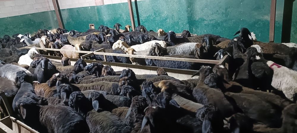 Семиз кой токты тусак кошкар