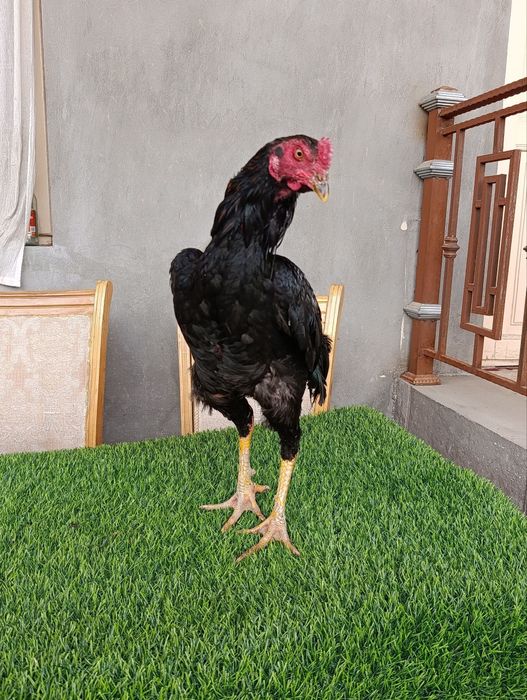 Dakan xoroz sotiladi