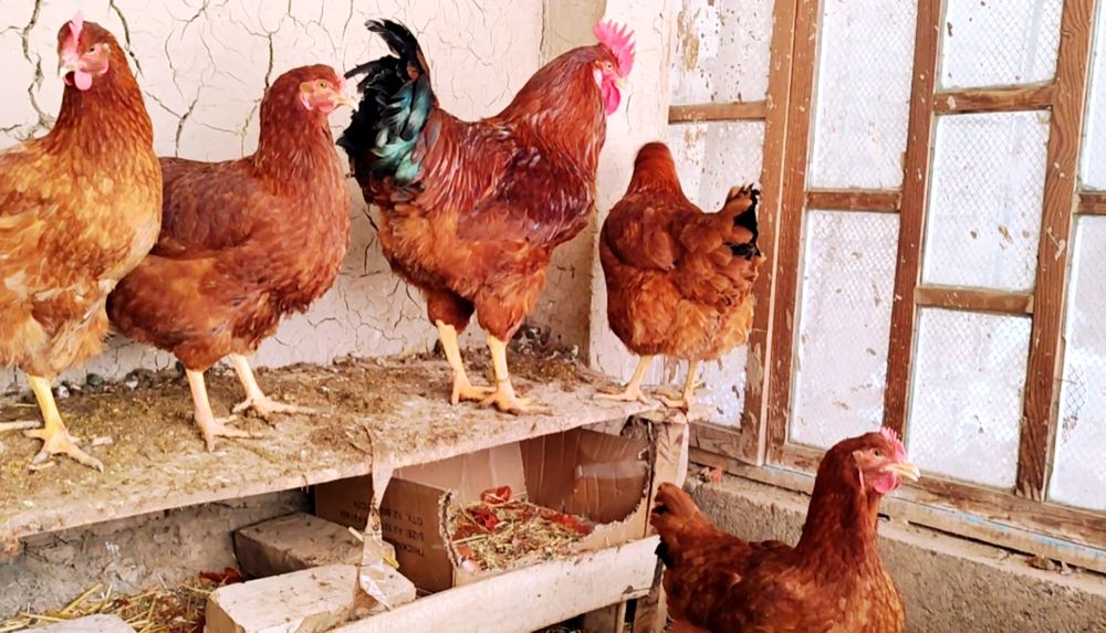 Ханхяп зотли товук тухум,жужаларига заказ оламиз