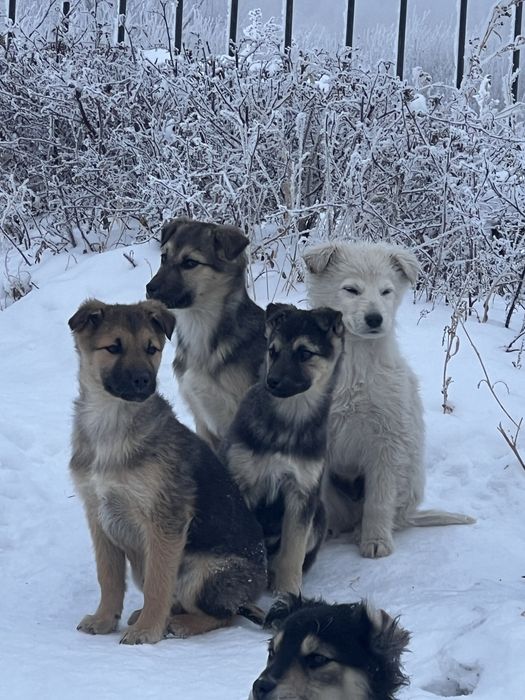 Отдам щенят в добрые руки