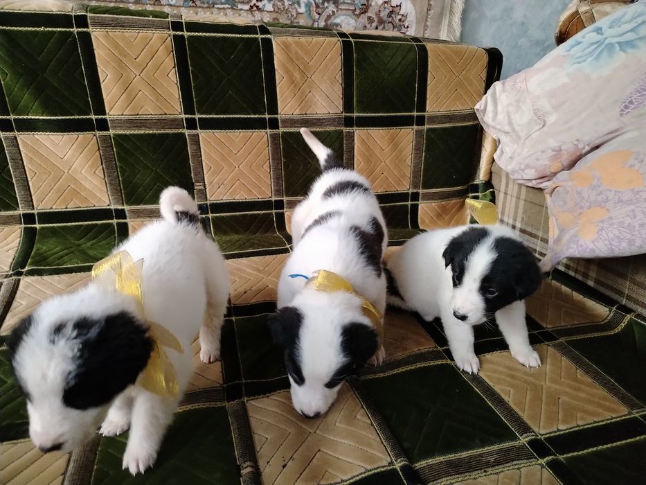 Щенки в хорошие руки!