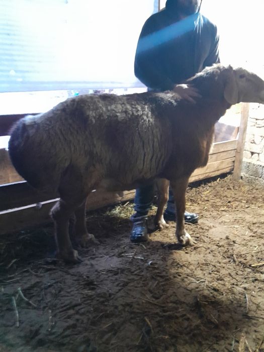 Sog'lom Qochqor sotiladi